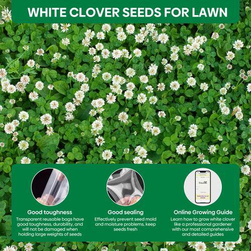 1LB Perennial White Dutch Clover Seeds for Lawn