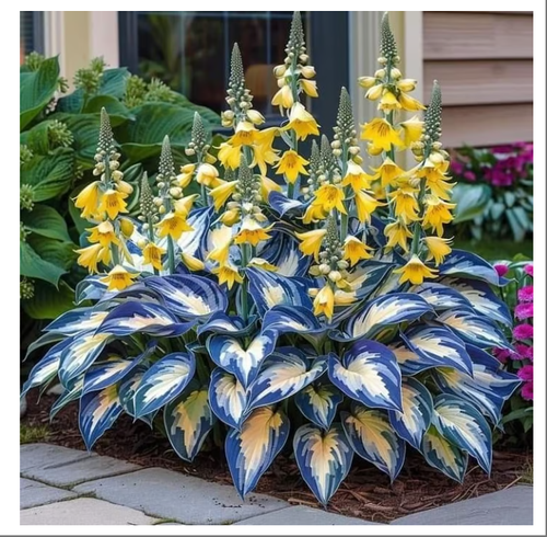🎁2025 Special Offer🍃Rare Hosta Seeds🌿