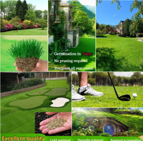 ☘️Buy one, get four free💪 EVERGREEN LAWN SEEDS☘️