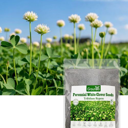 1LB Perennial White Dutch Clover Seeds for Lawn