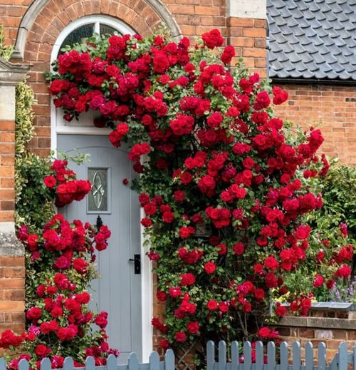 🌸7 days germination💕💐Beautiful Climbing Rose Seeds💕