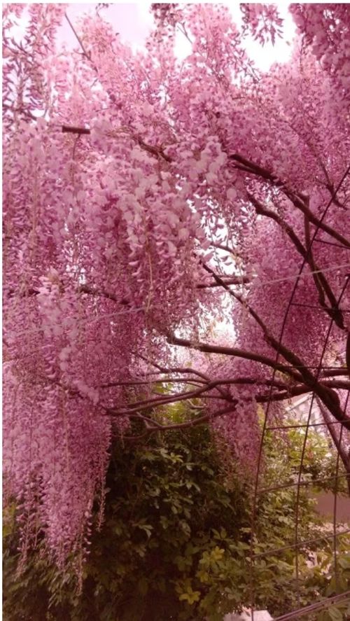 💮💮WISTERIA  THE GARDEN CASCADING BEAUTY ALL YEAR ROUND💮💮