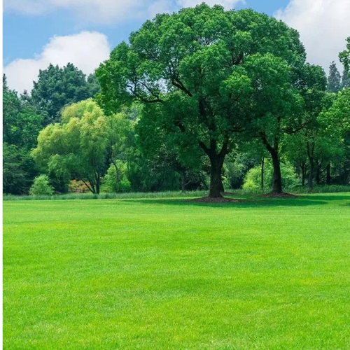 ☘️Buy one, get four free💪 EVERGREEN LAWN SEEDS☘️