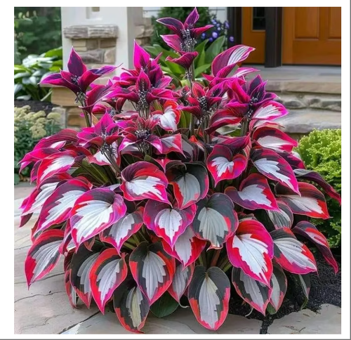 🎁2025 Special Offer🍃Rare Hosta Seeds🌿