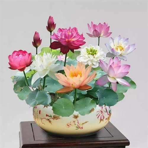 Mixed colored lotus seeds