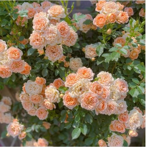 🌸7 days germination💕💐Beautiful Climbing Rose Seeds💕