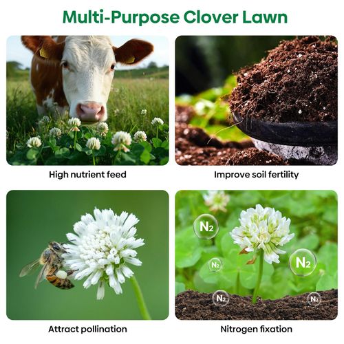1LB Perennial White Dutch Clover Seeds for Lawn