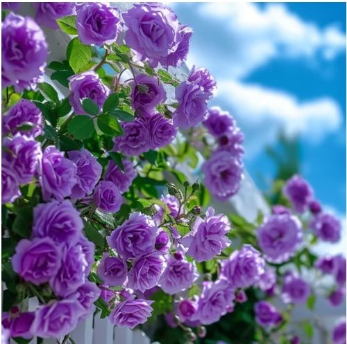 🌸7 days germination💕💐Beautiful Climbing Rose Seeds💕