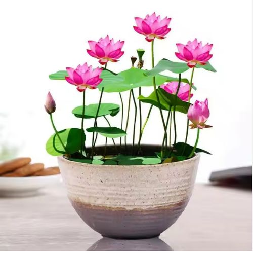 🌸7 days germination Last Day Sale - 50% OFF💐The Sacred Bonsai Bowl Lotus Flower Seed🌺