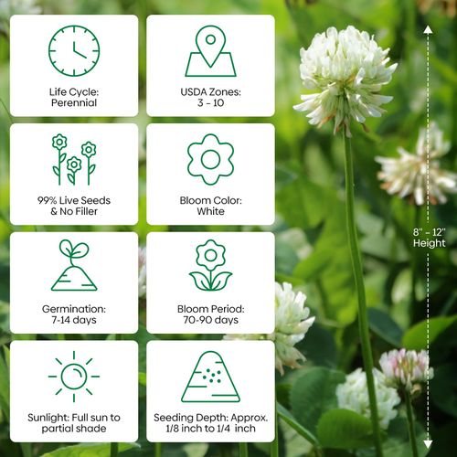 1LB Perennial White Dutch Clover Seeds for Lawn