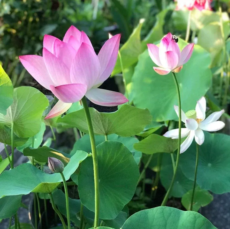 Mixed colored lotus seeds