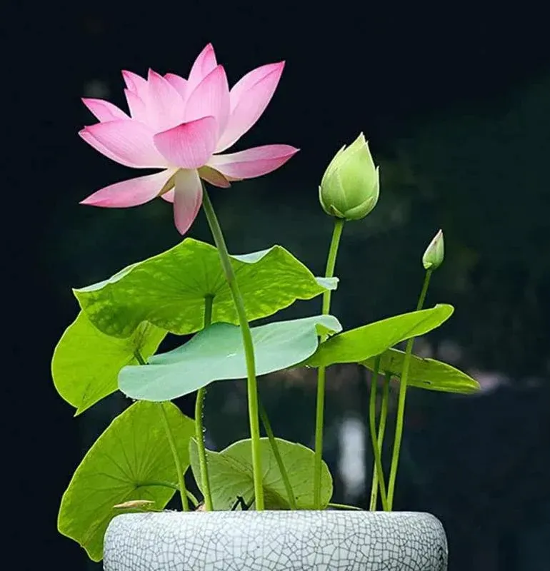 Mixed colored lotus seeds