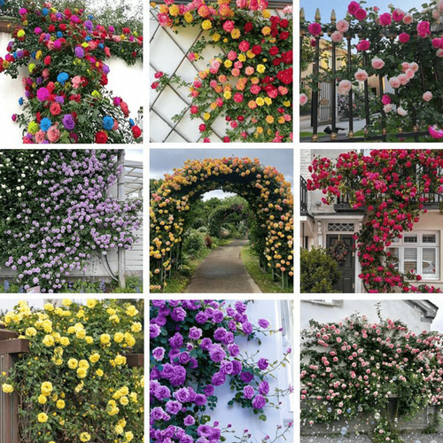 🎄Halloween Sales 49% OFF🌺Climbing Rose Seeds 400 sends