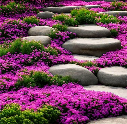 📣Optimal Ground Cover✨Creeping Thyme Seeds