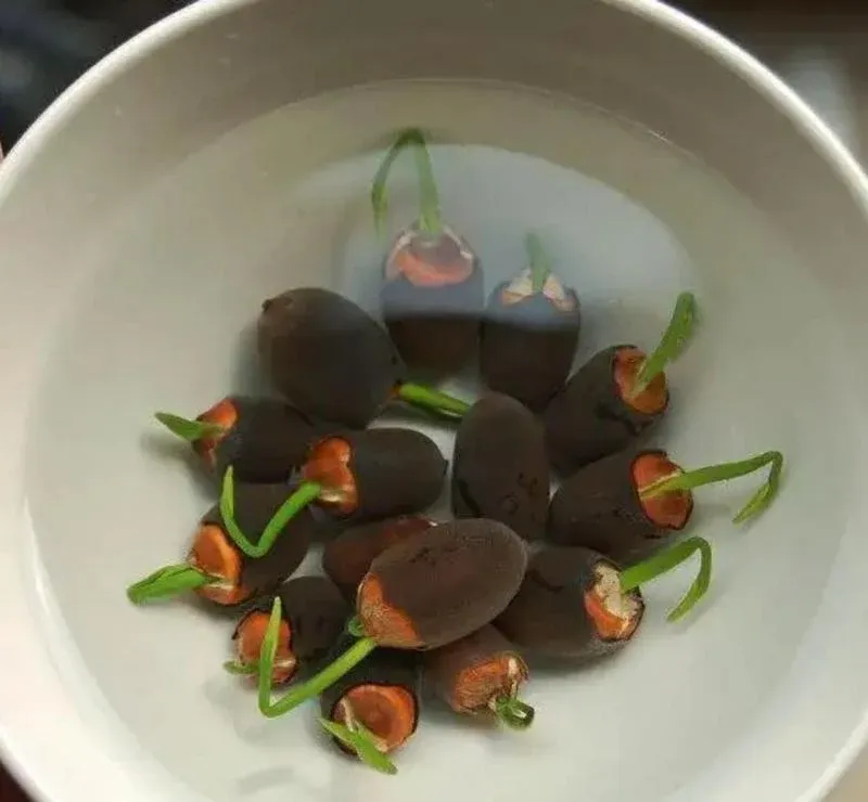 Mixed colored lotus seeds