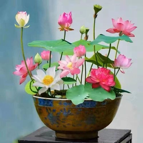 Mixed colored lotus seeds