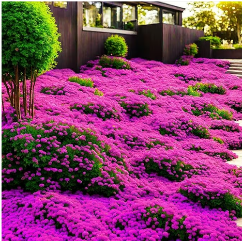 📣Optimal Ground Cover✨Creeping Thyme Seeds