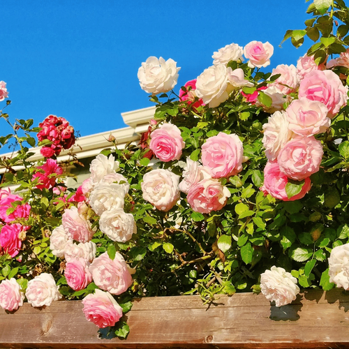 🎄Halloween Sales 49% OFF🌺Climbing Rose Seeds 400 sends