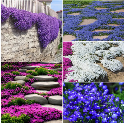📣Optimal Ground Cover✨Creeping Thyme Seeds