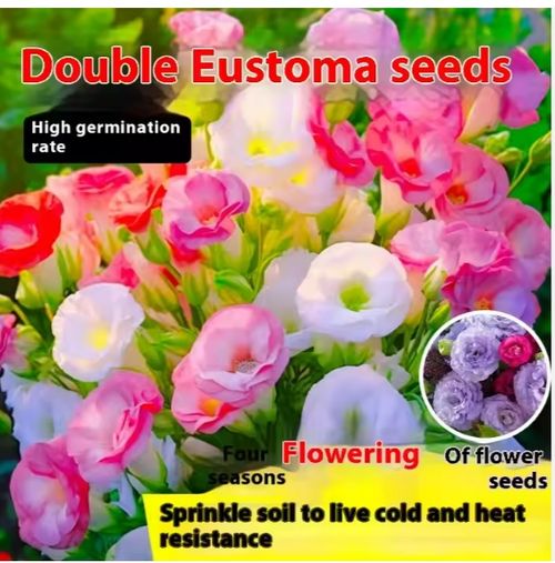 🌺🌺Double Petal Lisianthus Seeds Cold-Resistant All-Season Sowing Easy-to-Bloom Courtyard Platycodon Flower Seeds🌸🌺