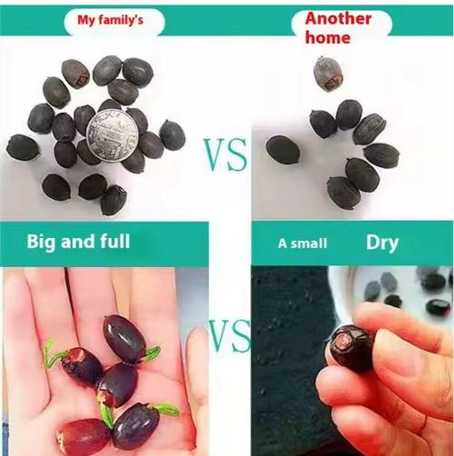 🌸7 days germination Last Day Sale - 50% OFF💐The Sacred Bonsai Bowl Lotus Flower Seed🌺