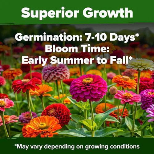 Zinnia Seeds Mix, 1 Oz, Over 3,000 Flowers Seeds