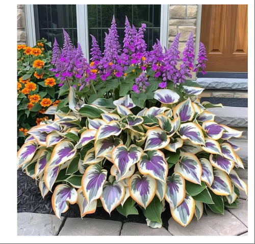 🎁2025 Special Offer🍃Rare Hosta Seeds🌿