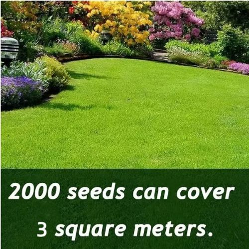 🔥⏰Last Day Promotion - 🌱 Evergreen dwarf grass seed for four seasons🌾 | Create your perfect lawn here🌼
