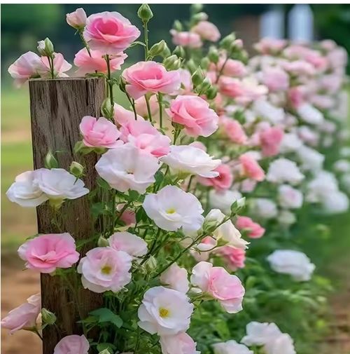 🌺🌺Double Petal Lisianthus Seeds Cold-Resistant All-Season Sowing Easy-to-Bloom Courtyard Platycodon Flower Seeds🌸🌺