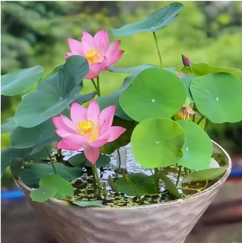🌸7 days germination Last Day Sale - 50% OFF💐The Sacred Bonsai Bowl Lotus Flower Seed🌺