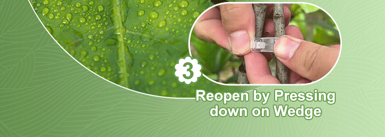 Secured Plastic Plant Clips
