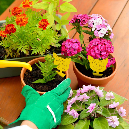 Shaped Sticky Insect Traps — Double-Sided Yellow Boards — New Design
