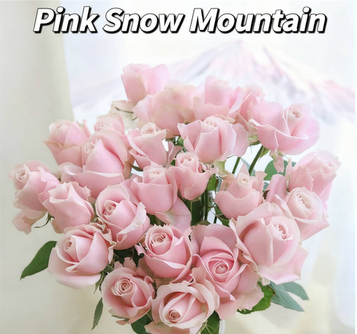 🔥Last Day Sale 49% OFF✨ - Advanced easy to plant rose seeds