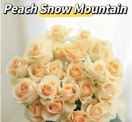 🔥Last Day Sale 49% OFF✨ - Advanced easy to plant rose seeds