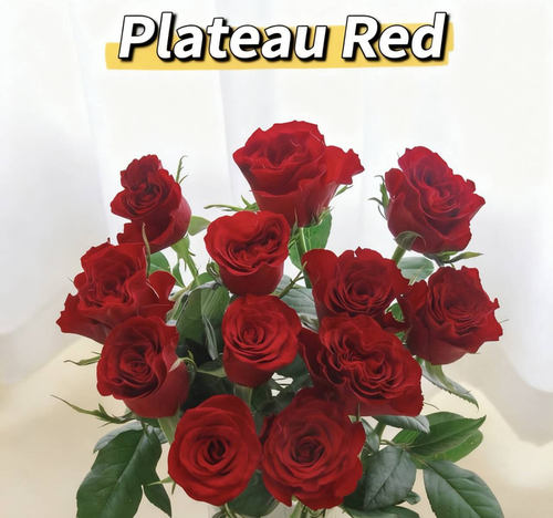 🔥Last Day Sale 49% OFF✨ - Advanced easy to plant rose seeds