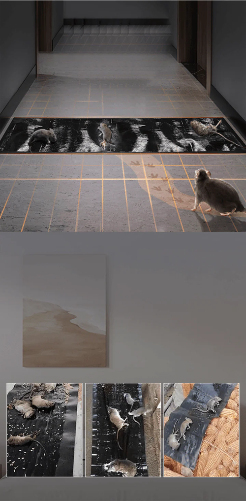 ✨Strong sticky mouse trap 2PCS