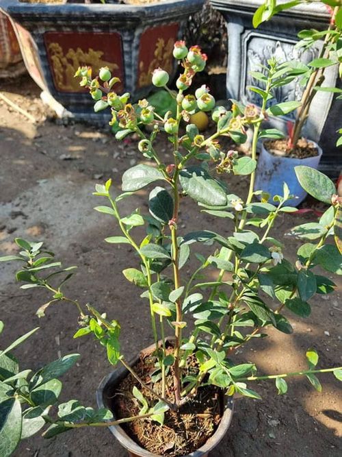 Cold Hardy Perennial Sweet Juicy Blueberry Fruit Seeds for Home Garden