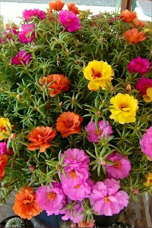 Moss Rose Seeds Portulaca seeds