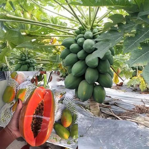High Sugar Red Flesh Dwarf Papaya Seeds