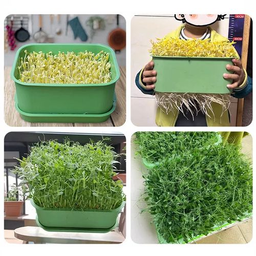 Bean Sprout Grower Box