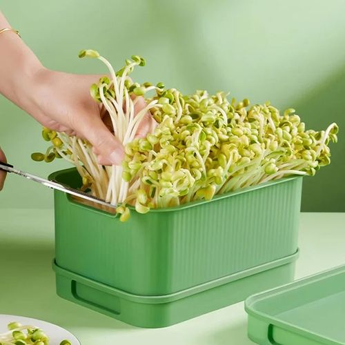 Bean Sprout Grower Box