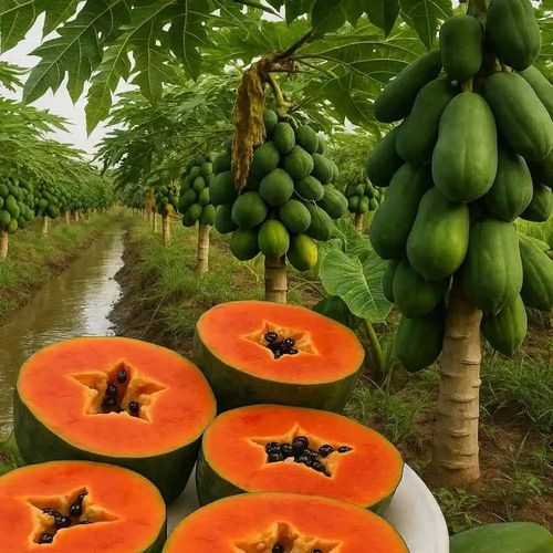 High Sugar Red Flesh Dwarf Papaya Seeds