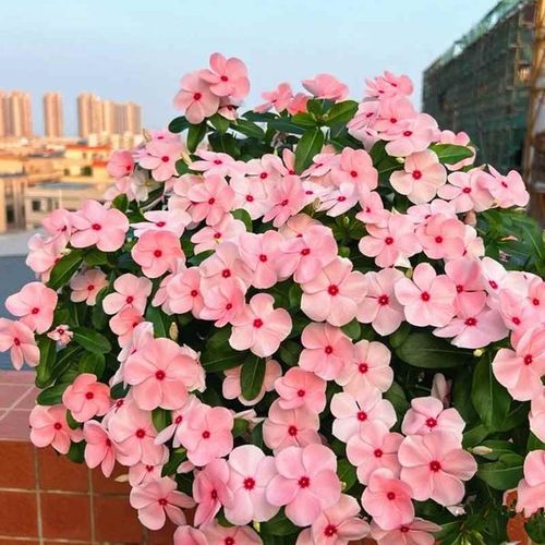 Vinca Seeds  Assorted Mix Periwinkle Flower Seeds