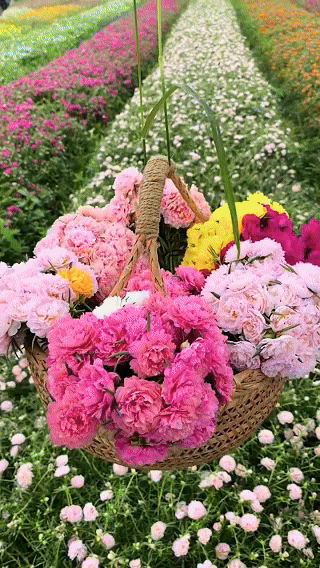 Moss Rose Seeds Portulaca seeds