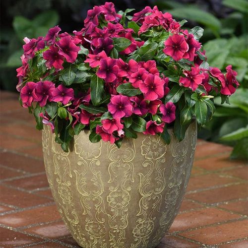 Vinca Seeds  Assorted Mix Periwinkle Flower Seeds