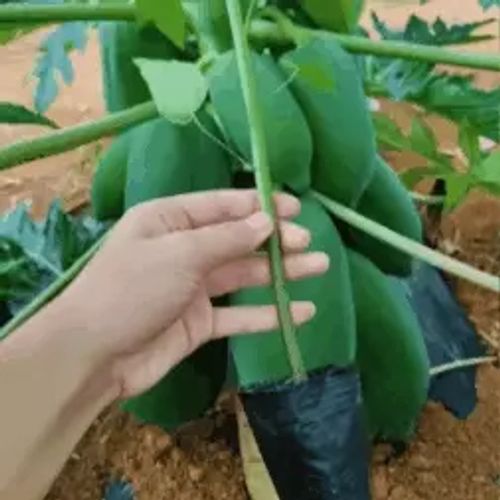 High Sugar Red Flesh Dwarf Papaya Seeds