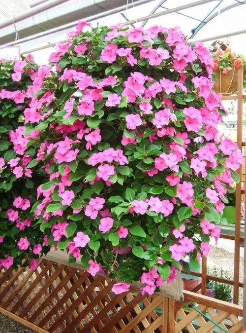 Vinca Seeds  Assorted Mix Periwinkle Flower Seeds