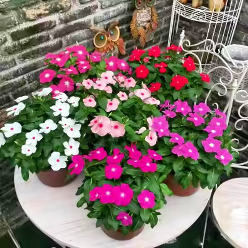 Vinca Seeds  Assorted Mix Periwinkle Flower Seeds