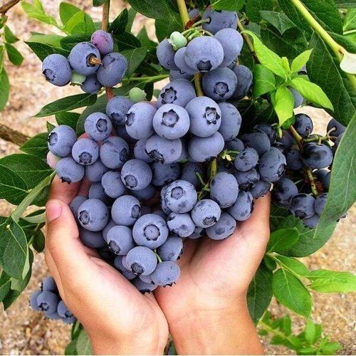 Cold Hardy Perennial Sweet Juicy Blueberry Fruit Seeds for Home Garden