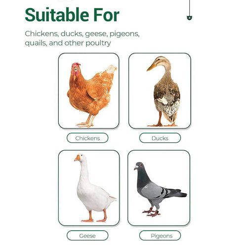 Oral Solution for Poultry